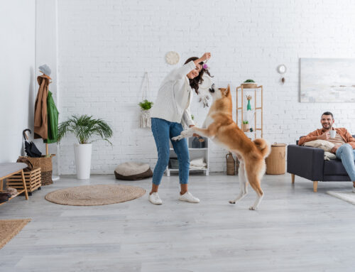 Pet Friendly Flooring: Why LVP Is the Best Choice for Animal Lovers